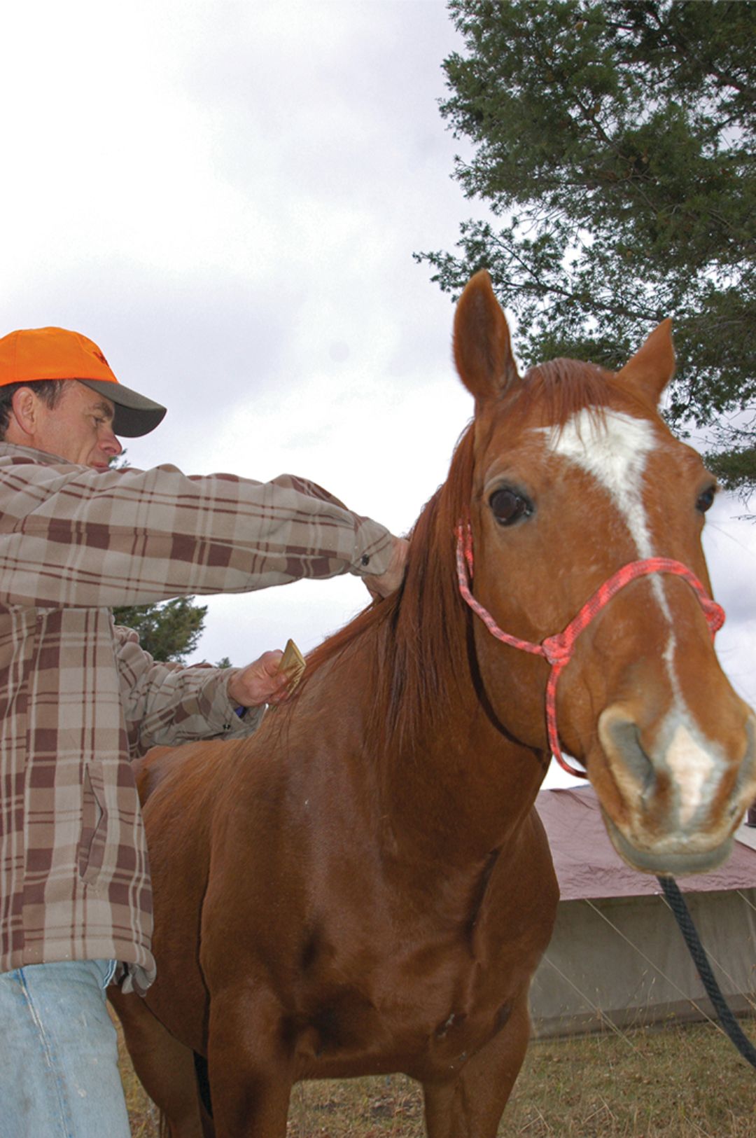 Handling and grooming give even a novice rider a good sense of a horse’s disposition.